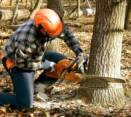 Tree Removal in Sandersville, GA